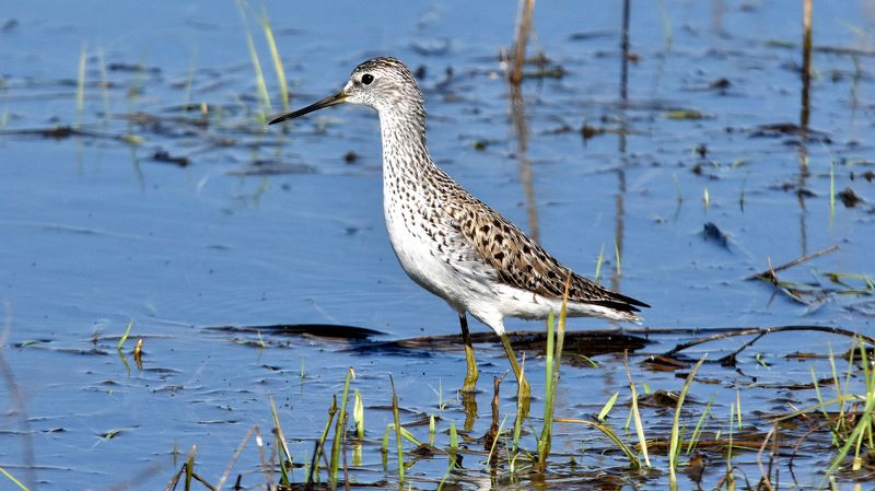 листопад Куликиphoto preview