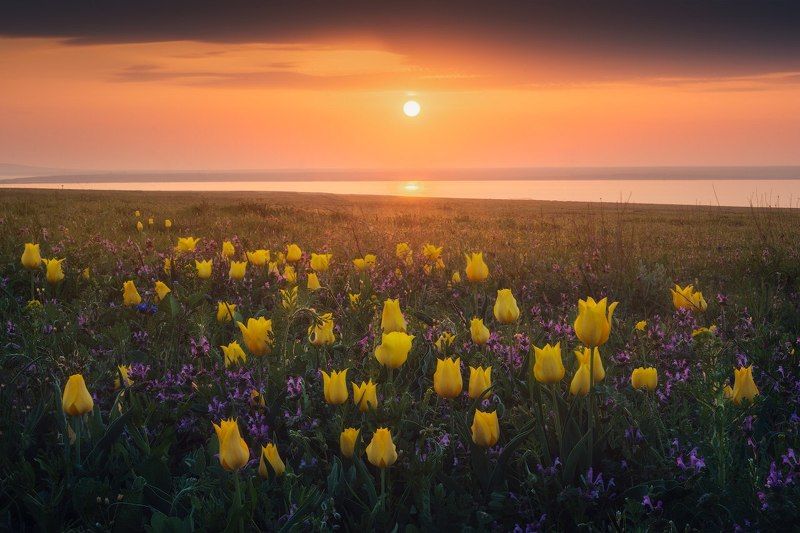 крым, тюльпаны, дикие тюльпаны, тюльпан шренка, кояшское озеро, опукский заповедник, путешествия, весна в крыму, рассвет, степь, природа степи Дикие тюльпаны Крымаphoto preview