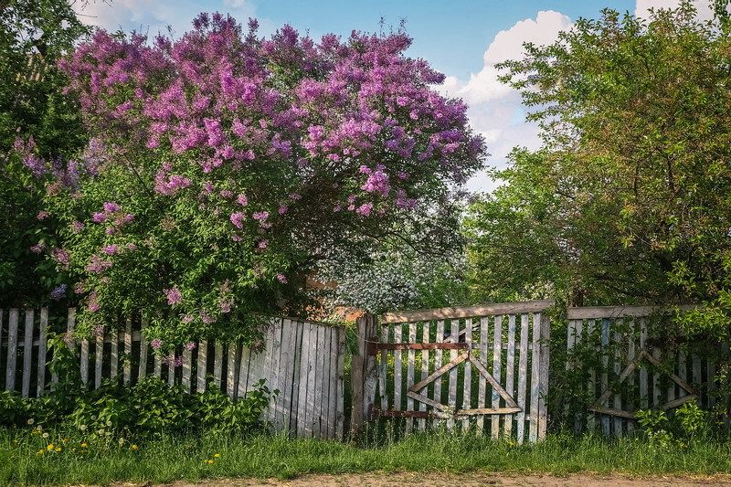 Из весенних снов...photo preview