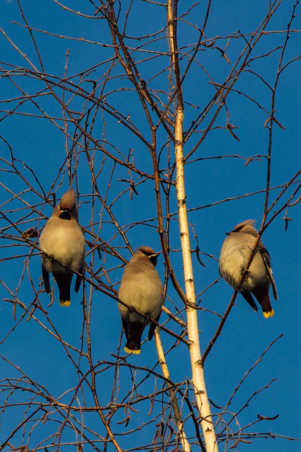 Свиристели. Автор: Руслан Востриков , Руслан Востриков