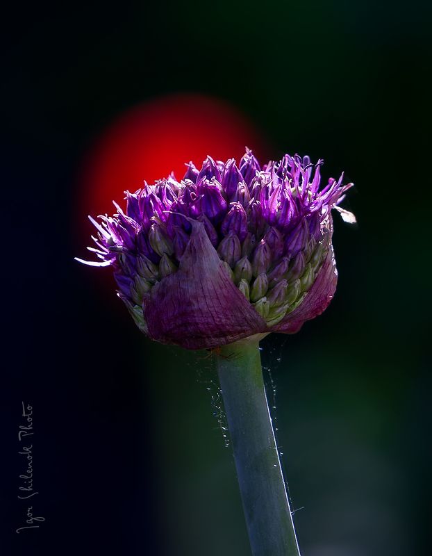 дикий лук photo preview