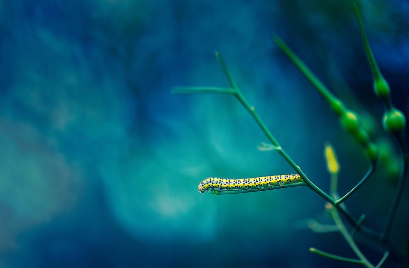 insects,caterpillar,macro,beautiful,insect,wild,wildlife,nature,faerie,close up, Caterpillarphoto preview