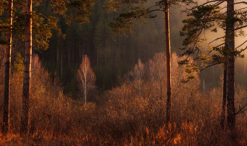 Скромное очарование весны photo preview