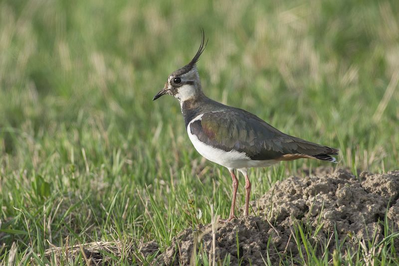 Чибис.photo preview