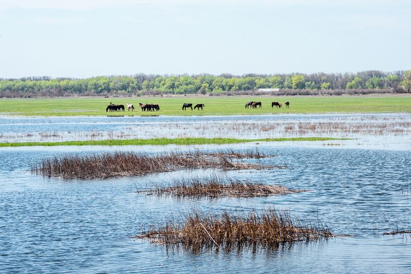 Заливные лугаphoto preview