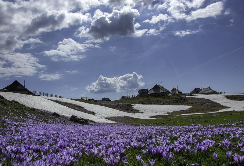Spring on the mountainphoto preview