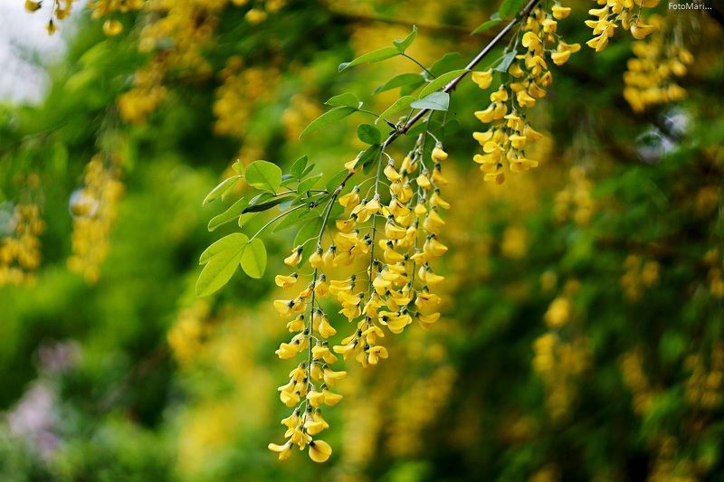 весна,этюд,цветение,бобовник, Цветение...photo preview