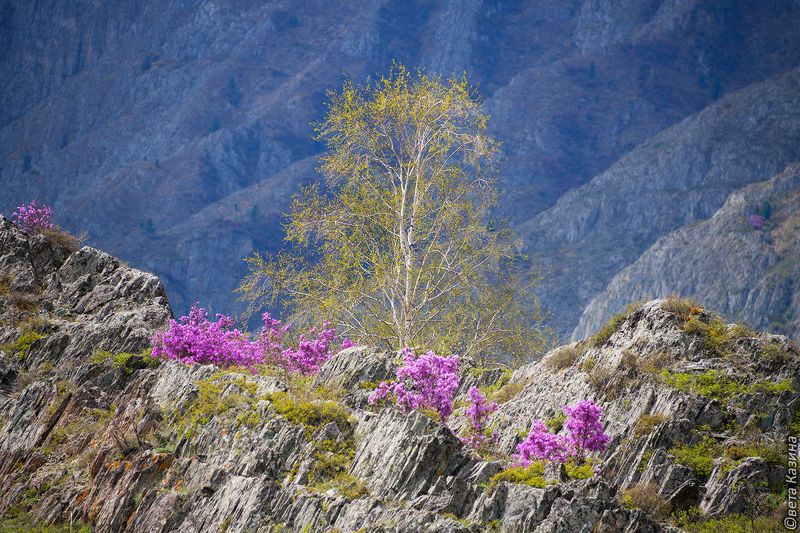 алтай, горный алтай, маральник, рододендрон ледебура, пейзаж, mountains Май в горах Алтаяphoto preview