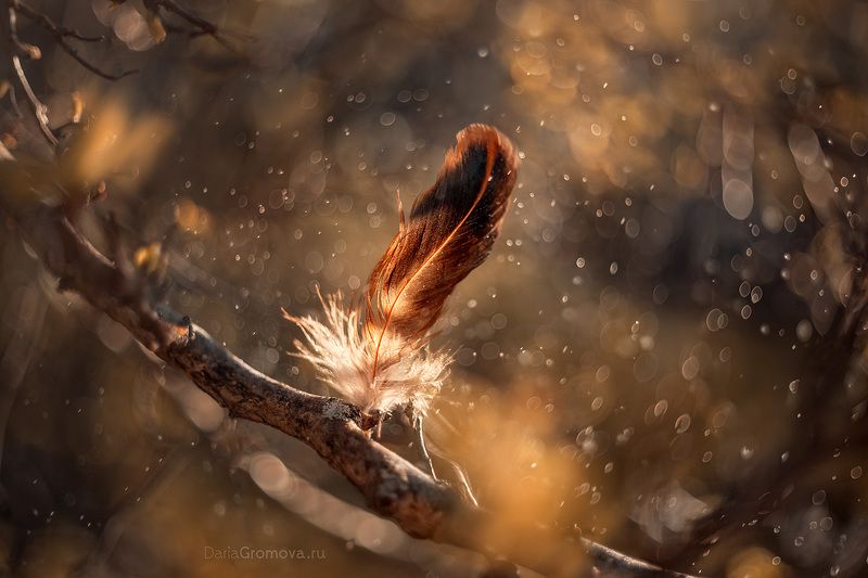 боке, ручной обьектив, мануальная оптика, фотограф, фотосессия, натюрморт, фото, блики, цветы, гелиос, макро, закат Легкостьphoto preview