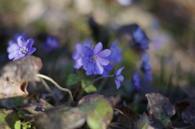 Весна в лесуphoto preview