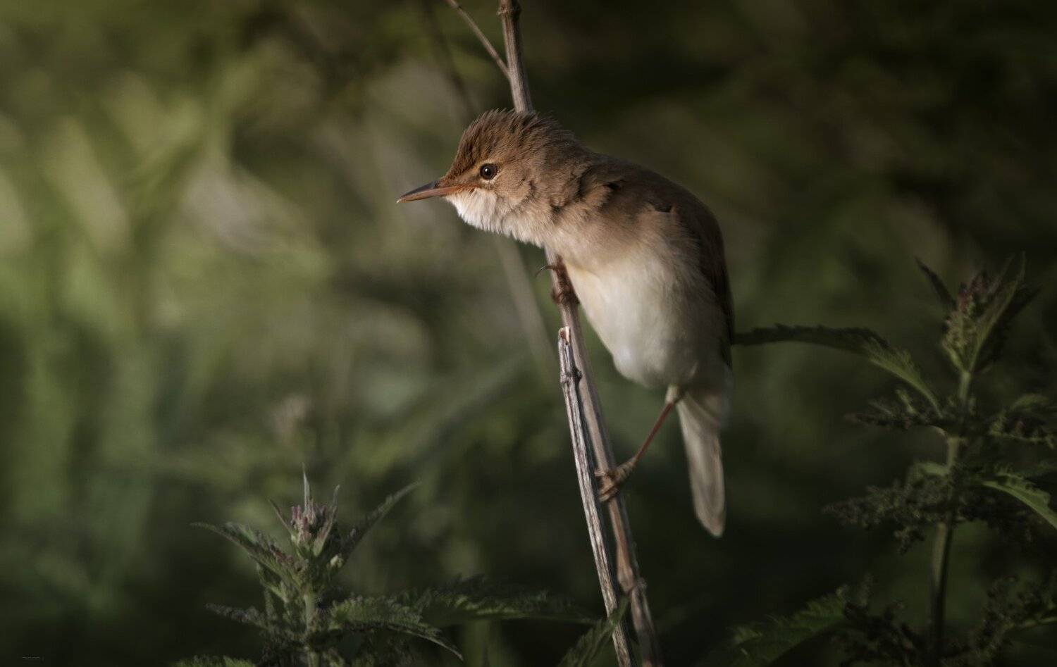 В разведке ;). Автор: Дмитрий Посевич природа, лес, животные, птицы, Дмитрий Посевич
