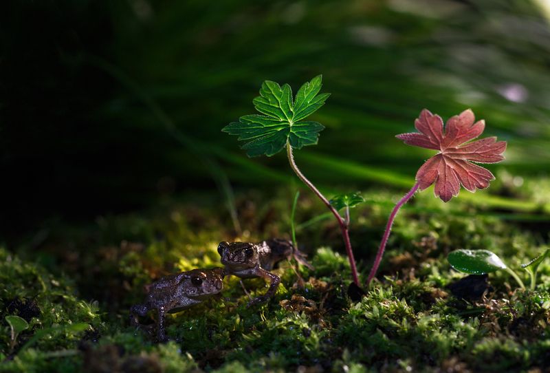 Братья:)photo preview