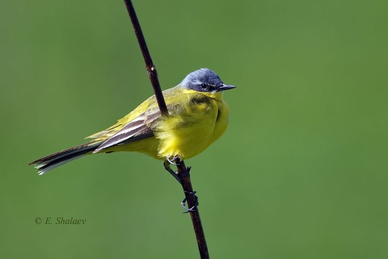 birds,motacilla flava,western yellow wagtail,жёлтая трясогузка,птица,птицы,трясогузка,фотоохота Жёлтая трясогузкаphoto preview