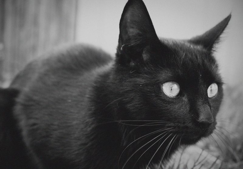 кот, коты, кошка, кошки, котэ, животное Кракозябраphoto preview