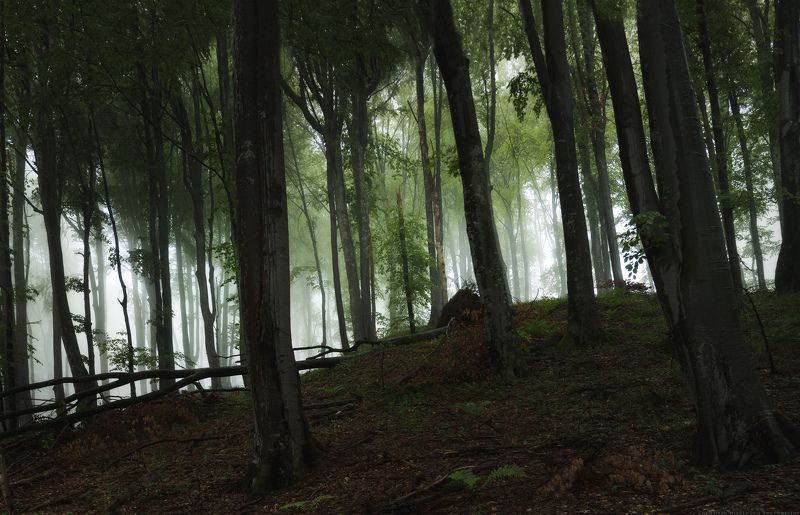 landscape, forest, tree, wide angle, fog, mist, mountain, woods, spring, bulgaria, nature, green, plant, weed, leafs, dream Forest Windowphoto preview