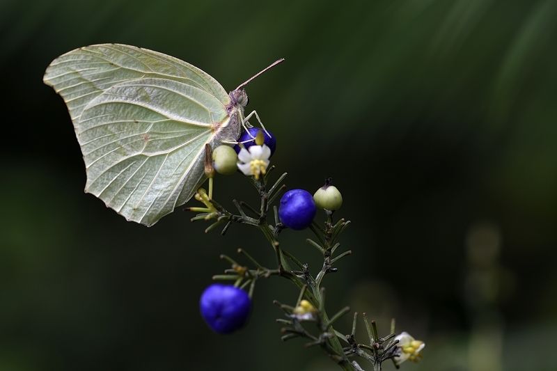 бабочка butterfly lepidoptera linnaeus Catopsilia florellaphoto preview