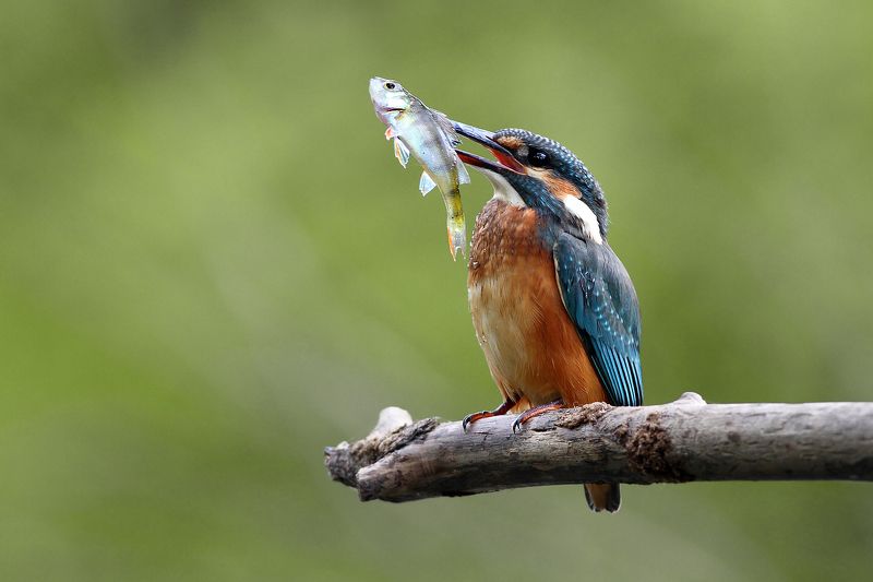 bird, wildlife, animals, poland, Kingfisherphoto preview