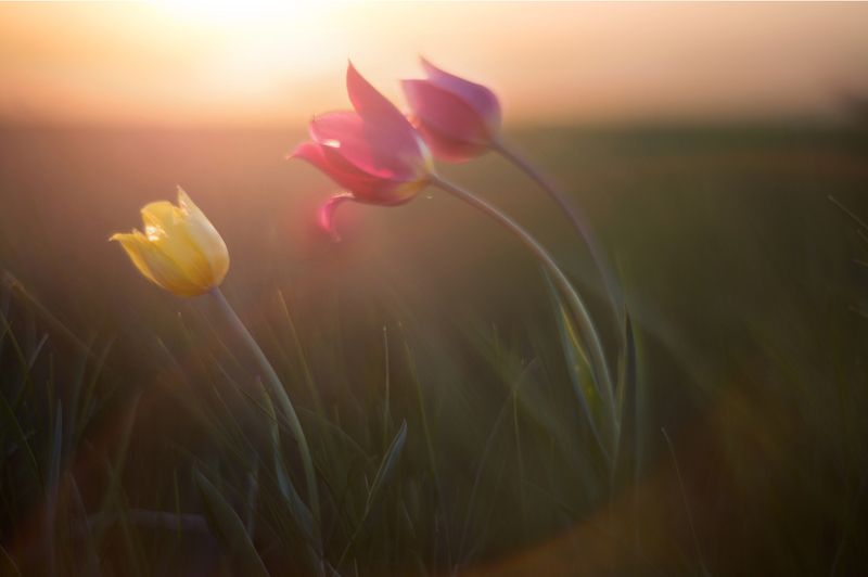 фото , цвет , тюльпаны , степь , весна , закат , вечер Третий лишний ...photo preview