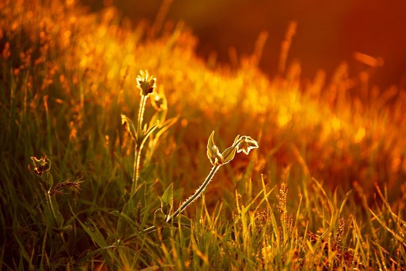 Этюд в закатных тонах.photo preview