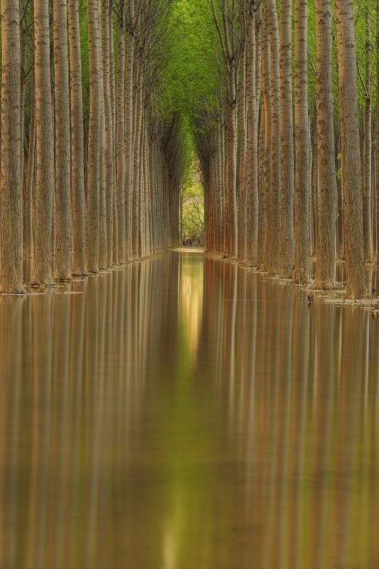 Green tunnelphoto preview