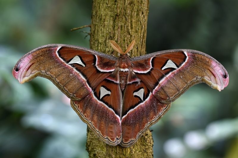 бабочка butterfly lepidoptera linnaeus Attacus atlasphoto preview