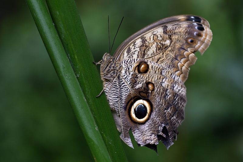 бабочка, butterfly, lepidoptera, linnaeus Caligo memnonphoto preview