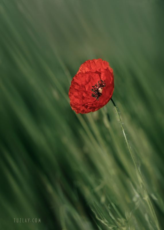 мак, красный цветок, маки, трава Про мак в травеphoto preview