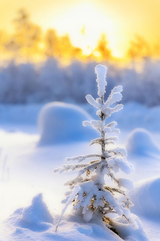 снег,зима,солнце,сугробы,ёлка, В лесу родилась ёлочка фото превью