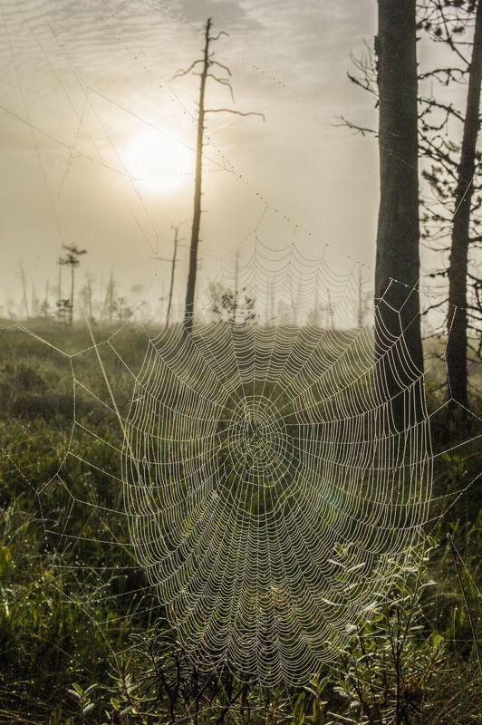 Западная Сибирь Томская область васюганское болото  васюганское болотоphoto preview