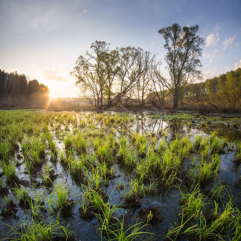 пейзаж, утро, май, восход, рассвет, болото,morning, sun, sunrise, landscape Майское утро на болоте фото превью