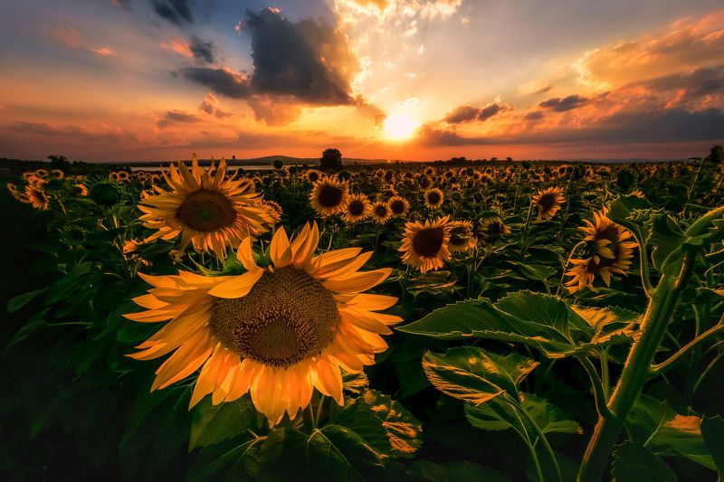 sun, sunset, sunflower,color,green,filed,spring,cloud,nature,landscape,outdoor Sunlightphoto preview