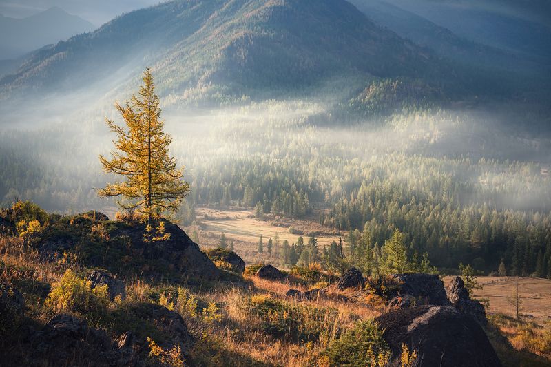 природа, nature, пейзаж, landscape, горы, mounts, mountains, тайга, taiga, лес, forest, дерево, tree, rocks, камни, mist, fog, morning, туман, дымка, утро, прохладное, chilly, cool, early morning, раннее, big, high, большой, высокий, лиственница, larix, в Джазатор / Djazatorphoto preview