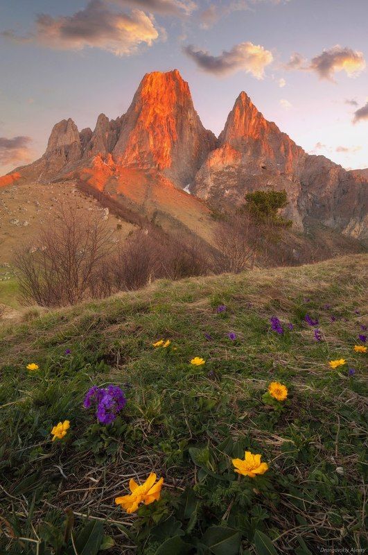 первоцветы у Цей-Лоамphoto preview