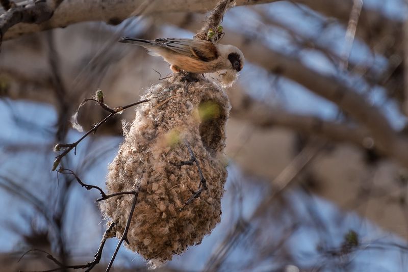 птицы, ремез, алтай, животные, весна, гнездо, строитель, строительство, природа, дикаяжизнь Строительphoto preview
