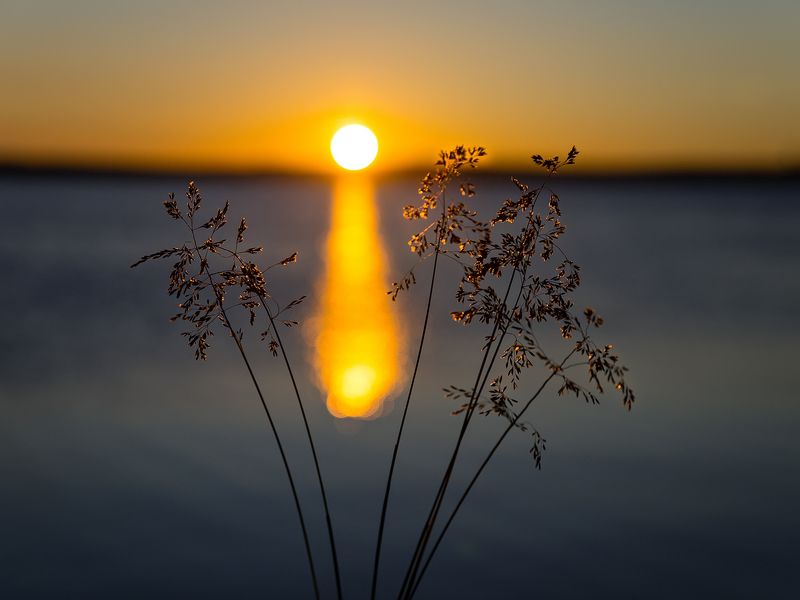 закат,солнце,озеро,ветки,трава, \