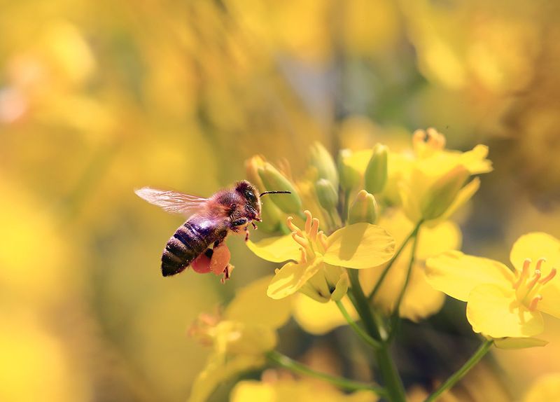 Весна,поле,пчелы,рапс,солнце. Рапсовый медphoto preview