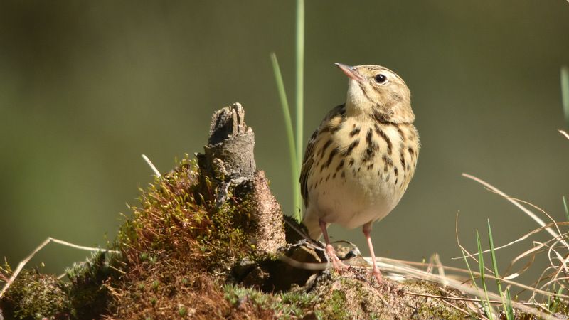 листопад Весенний прилетphoto preview