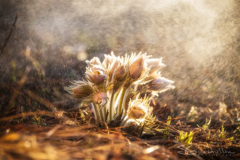 прострел, сон трава, первоцвет, подснежник, цветы, весна, урал, средний урал Прострел желтеющийphoto preview