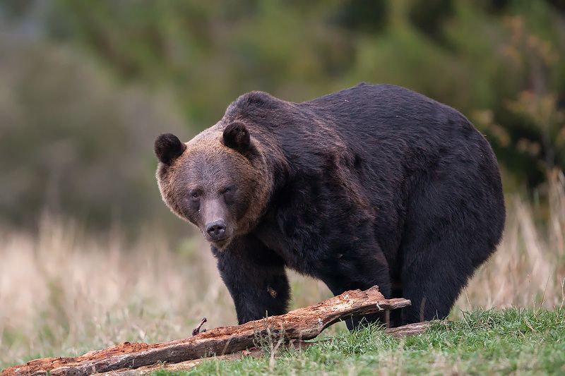 bear, brown, wildlife, bieszczady, poland Brown bear, Bieszczady Mountainsphoto preview