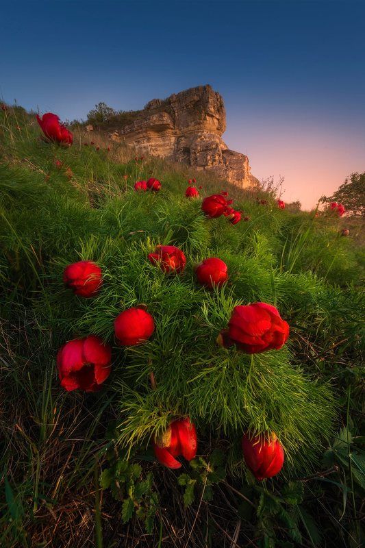 крым, пионы, весна в крыму, лето в крыму, отдых в крыму, горы, белая скала, туризм, путешествия, пейзаж, цветы, отдых photo preview