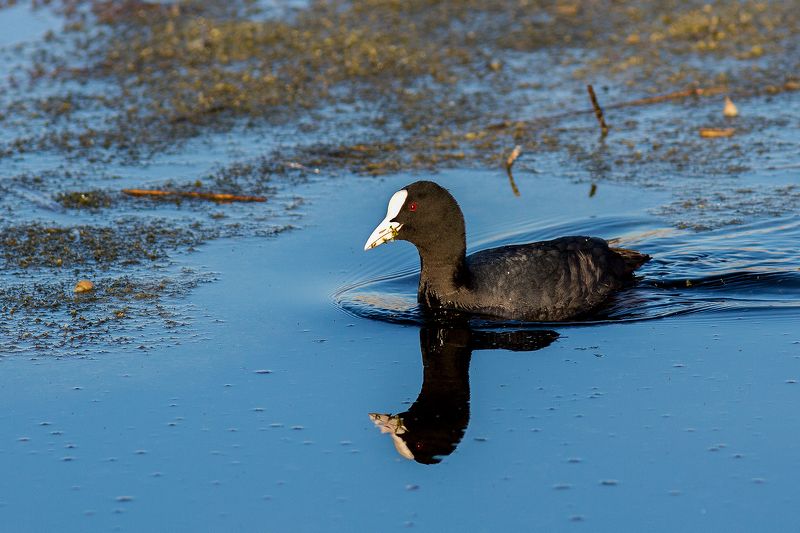 Лысухаphoto preview