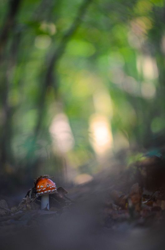 грибы, мухомор, лес, чужак, пятнистый, природа Ты красивый, но чужой...photo preview