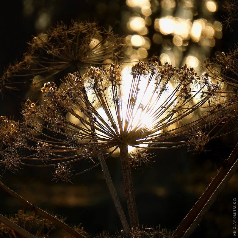 макро музыка Visser. 2018photo preview