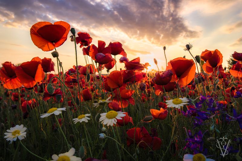 red poppy flower sky field down sunset romatic white violet Little Redphoto preview