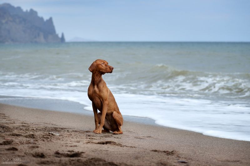 собака, венгерская, выжла ***photo preview