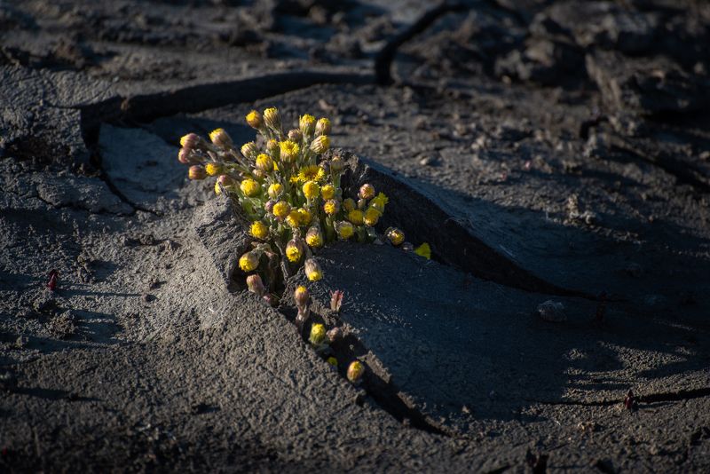 #весна #пролог #алтай #жизнь #энергия Прологphoto preview