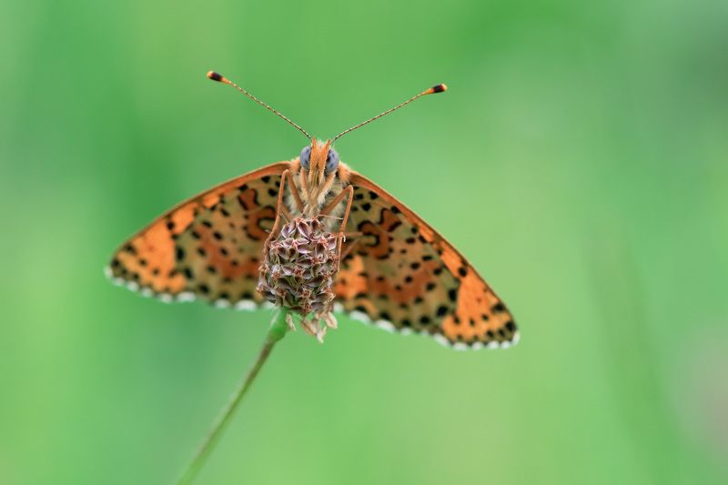 Приветphoto preview