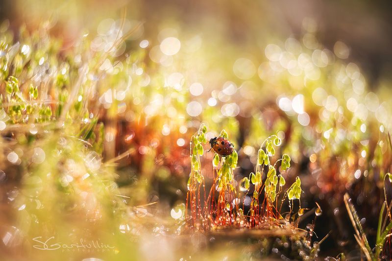 кукушкин лен, кукушкин лён, божья коровка, жук, мох, растения, макро, урал, средний урал Похождение бравой божьей коровки и кукушкин лён.photo preview