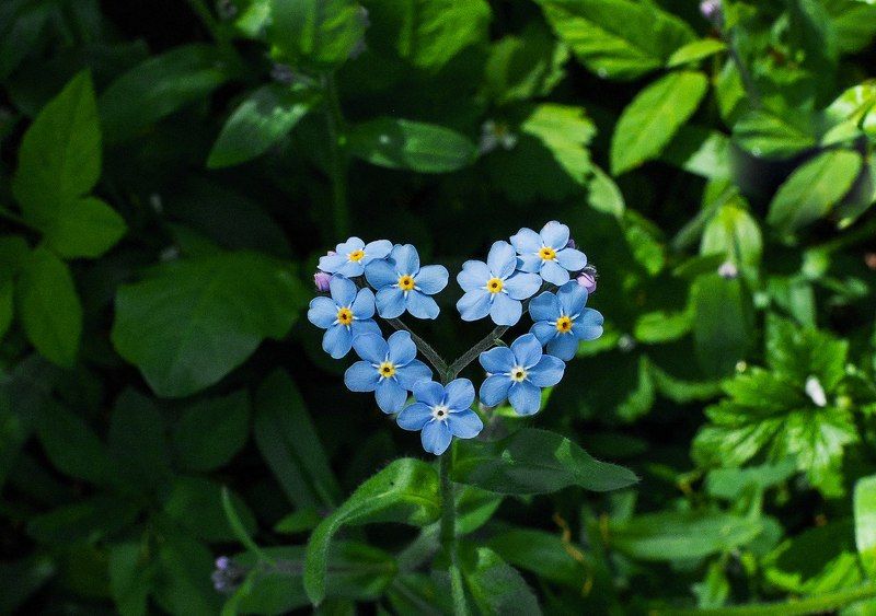 незабудки forget-me-not фото превью