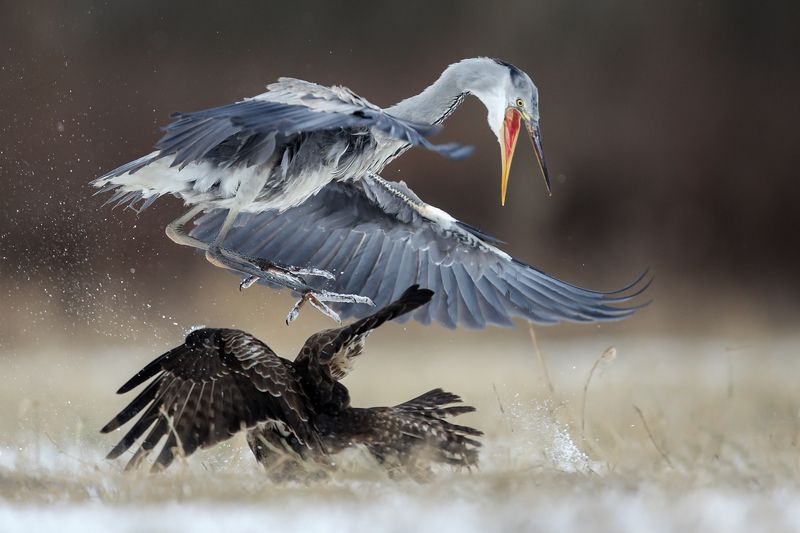 winter, snow, wildlife, animals, bird, heron, egret, poland, cold, frozen, buzzard, hawk ***photo preview